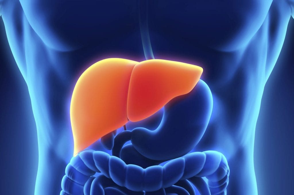 جگر جسم کارکردگی خوراک