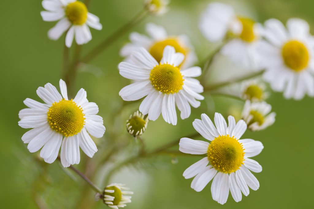  بابونہ کی چائے-شفانیوز