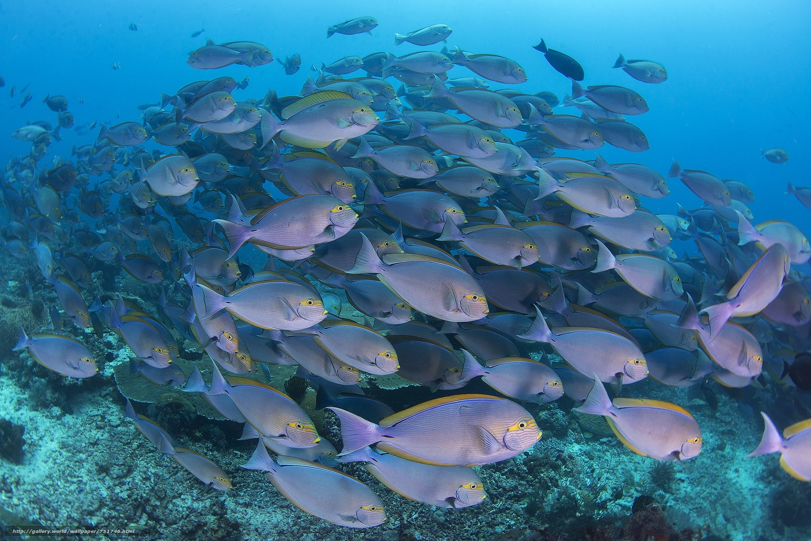 سمندری مچھلی خطرناک کیمیکلز