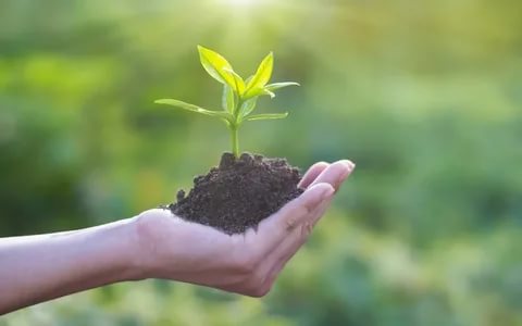 پودے کیمیائی مادوں ختم