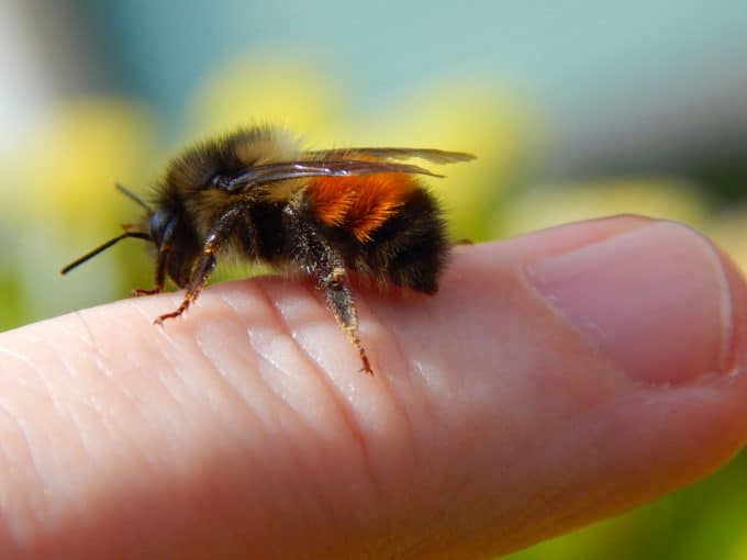 ڈنگ باہر نکالنے کی کوشش