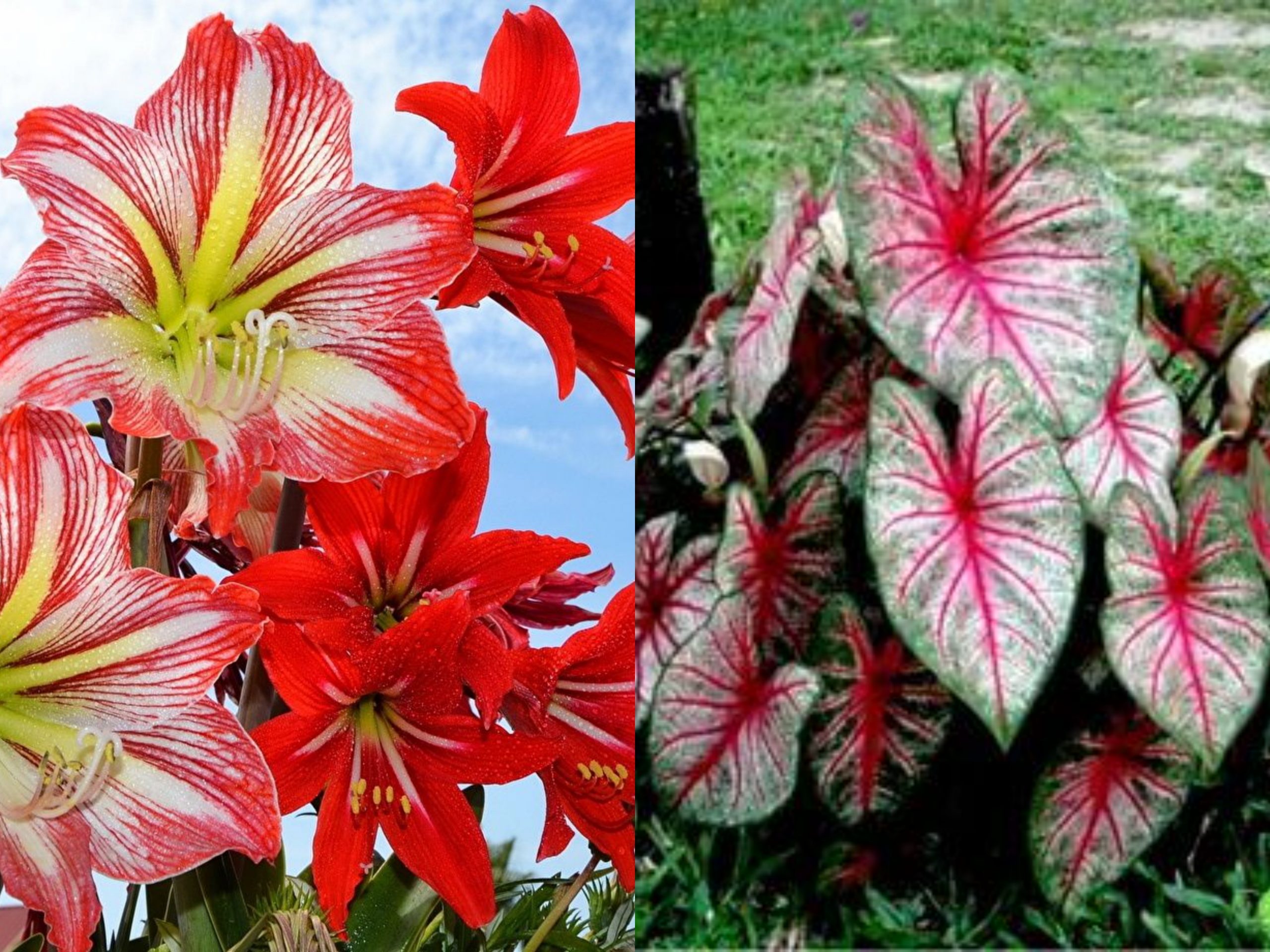 خوبصورت پودے انتہائی زہریلے