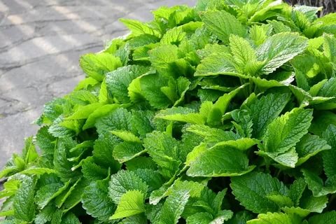 پودے مچھردور بھگانے