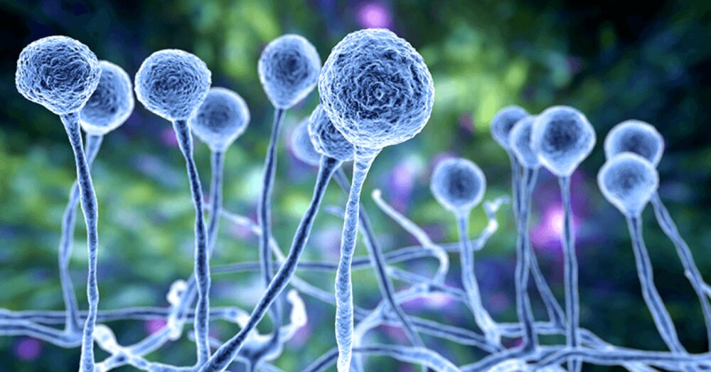 بلیک فنگس-شفانیوز