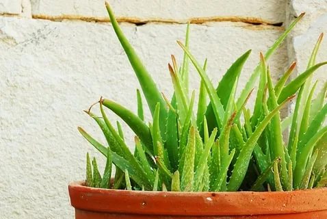 کوار گندل اگانے کا طریقہ