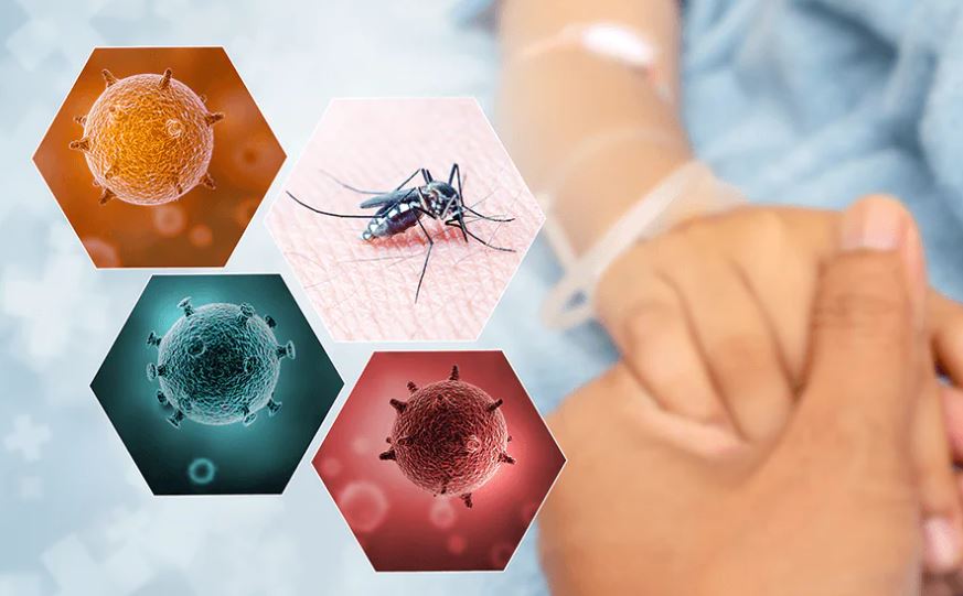 ڈینگی بخار کے مراحل