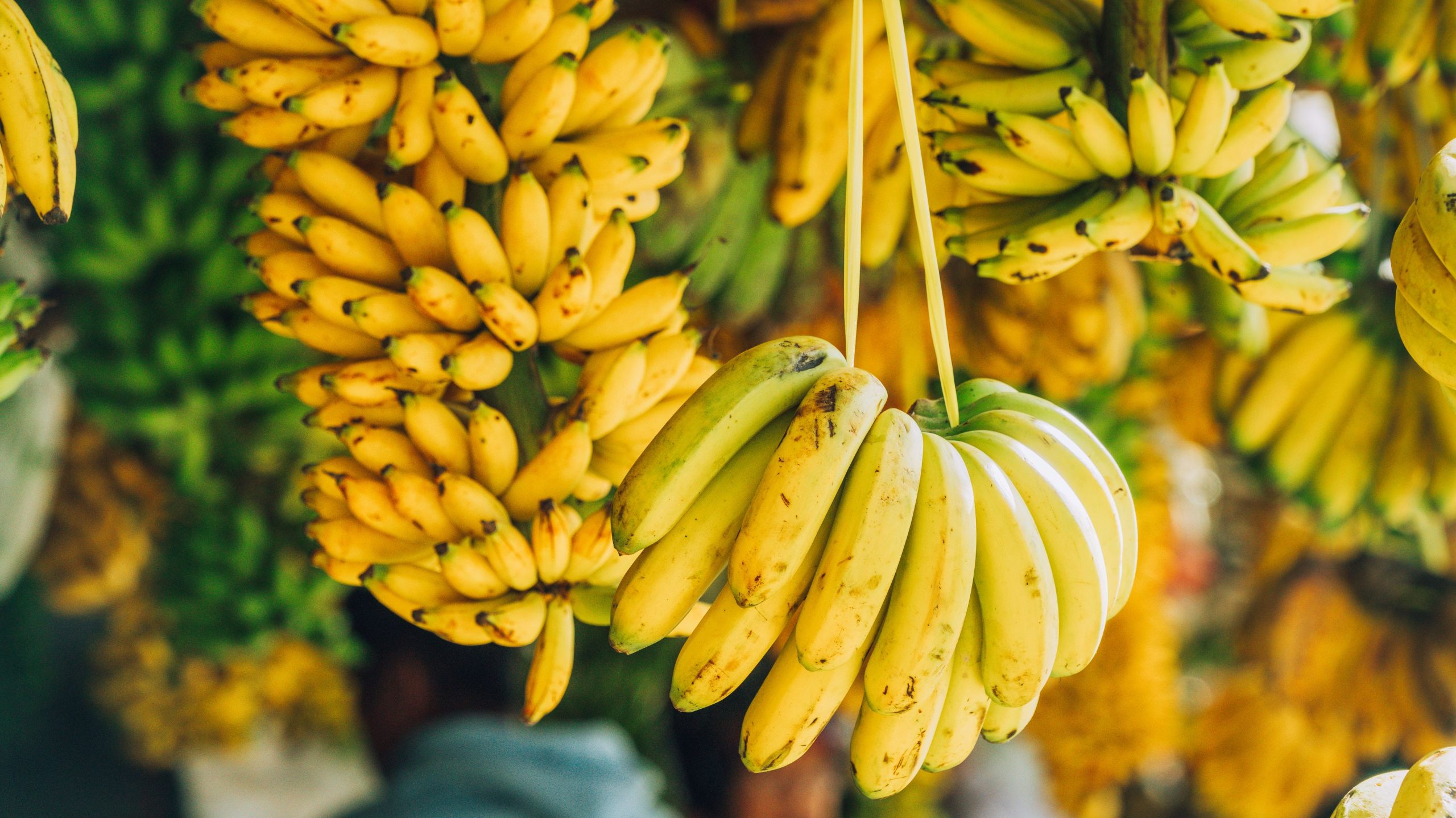 کیلا ، عقلمند آدمی کا پھل