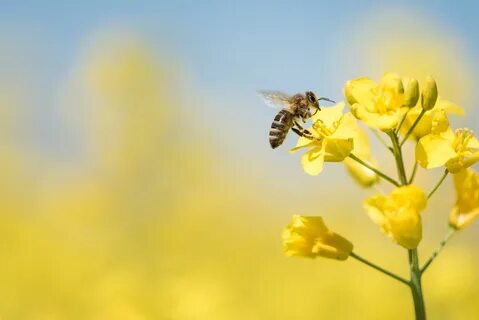 شہد کی مکھی‘ دلچسپ معلومات