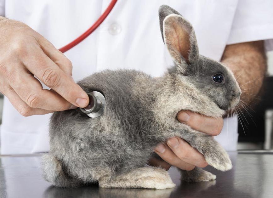 خرگوش: صحت کے مسائل