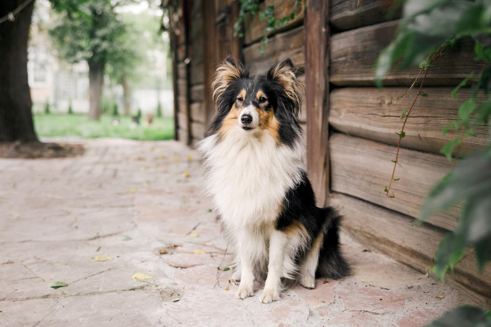 کتا وفاداراور بہترین دوست