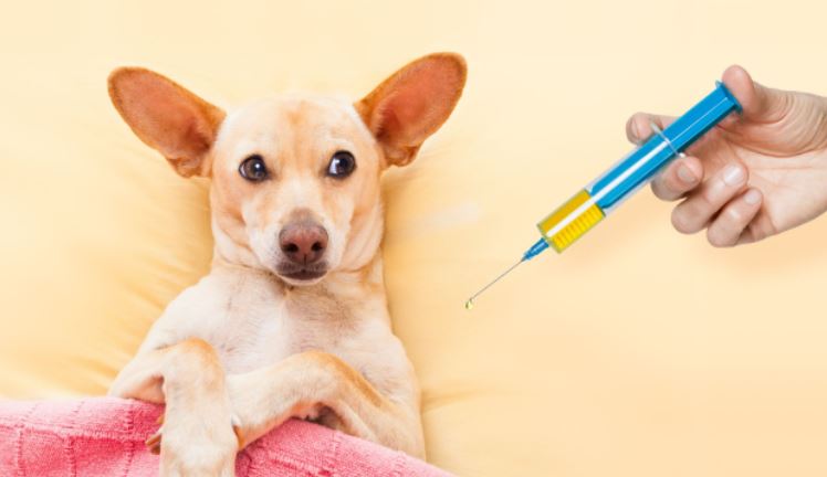  پالتو کتوں کے لئے ضروری ویکسینز