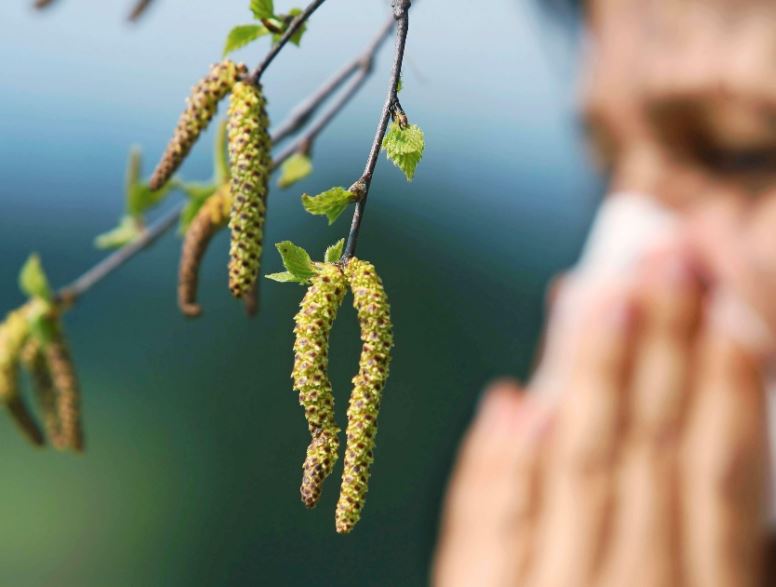  پودے اورالرجی پھولدار پودے جنگلی جھاڑیاں پھلداردرخت سبزیاں جنگلی گھاس