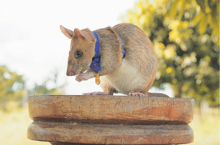 باردوی سرنگوں کی کھوج لگانے والا چوہا-شفانیوز