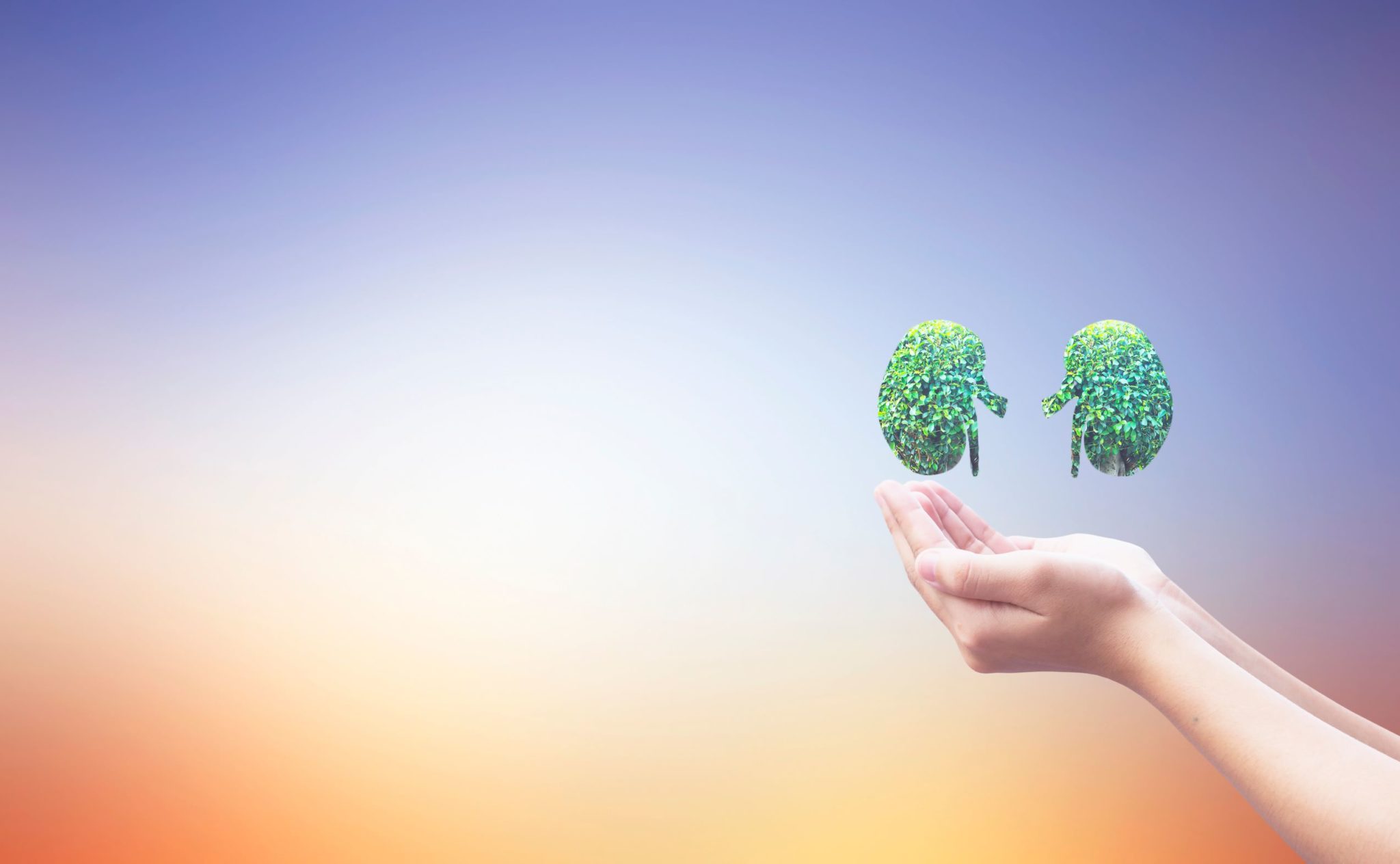 گردوں کو صحت مند کیسے رکھیں