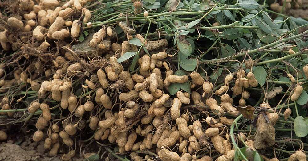 مونگ پھلی کی کاشت-شفانیوز