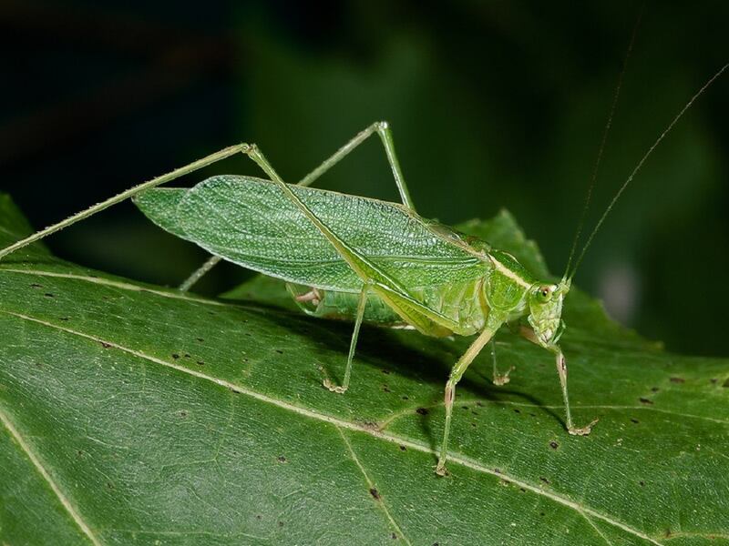 ٹڈیوں کی ایک قسم، گراس ہوپر، شفانیوز