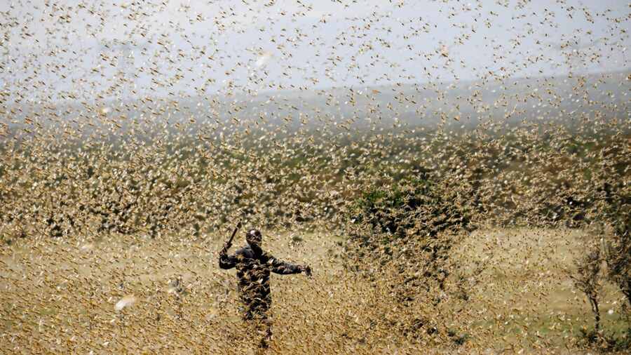 لوکسٹ کا حملہ-شفانیوز