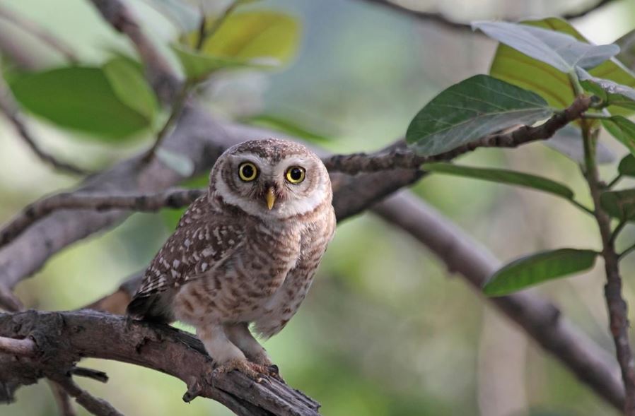 دنیا کا سب سے چھوٹا الو-شفانیوز