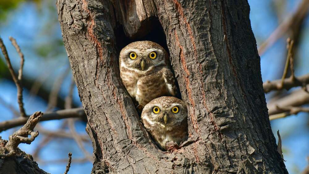 الوؤں کا جوڑا-شفانیوز