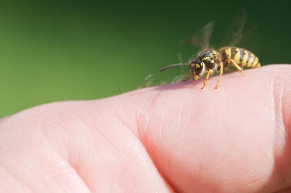MYTH: Rubbing iron or metal on wasp sting cures irritation