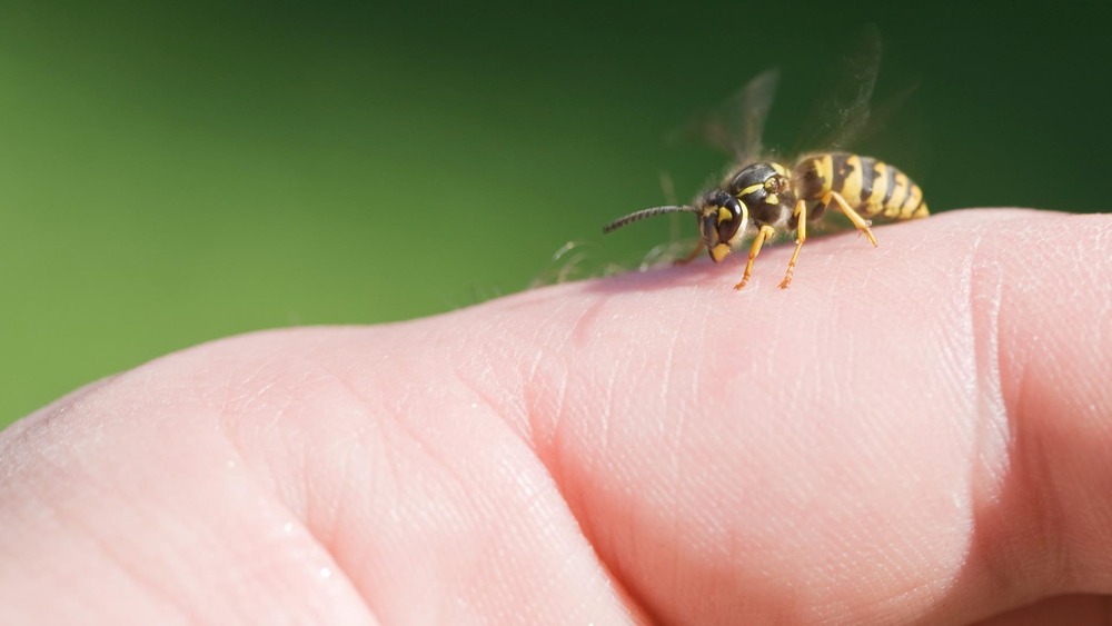MYTH: Rubbing iron or metal on wasp sting cures irritation