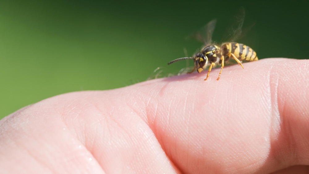 MYTH:Rubbing iron or metal on wasp sting cures irritation- shifa news
