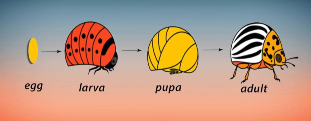 لیڈی برڈ،لائف سائیکل-شفانیوز