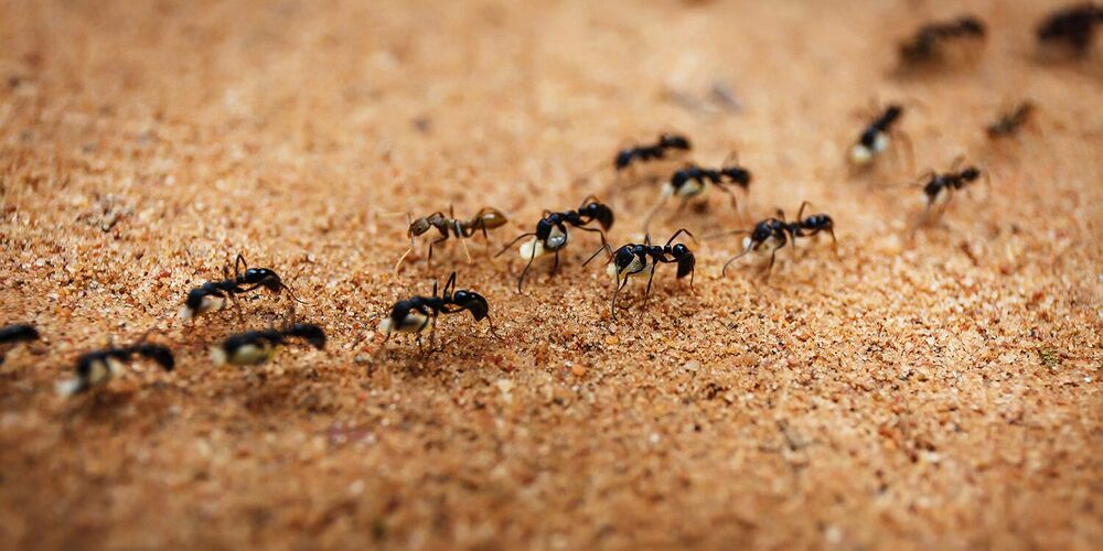 چیونٹیوں سے متعلق دلچسپ حقائق-شفانیوز