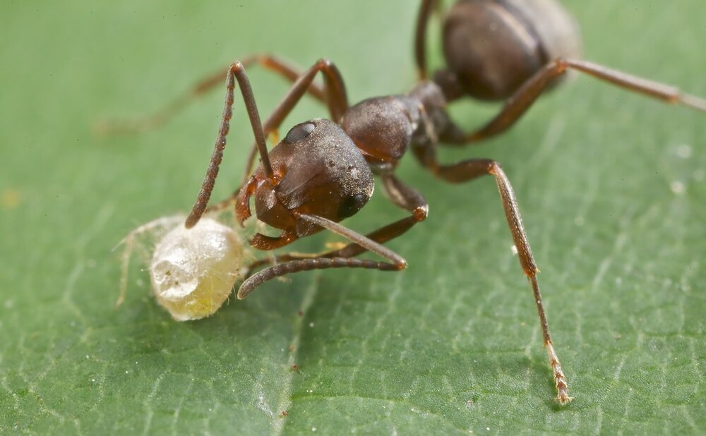 چیونٹی اور کیڑا-چیونٹیوں سے متعلق دلچسپ حقائق-شفانیوز
