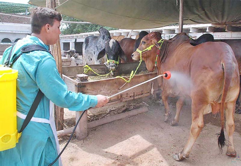 کانگو وائرس سے ہلاکتیں، قربانی کے جانوروں کی کڑی نگرانی کا فیصلہ