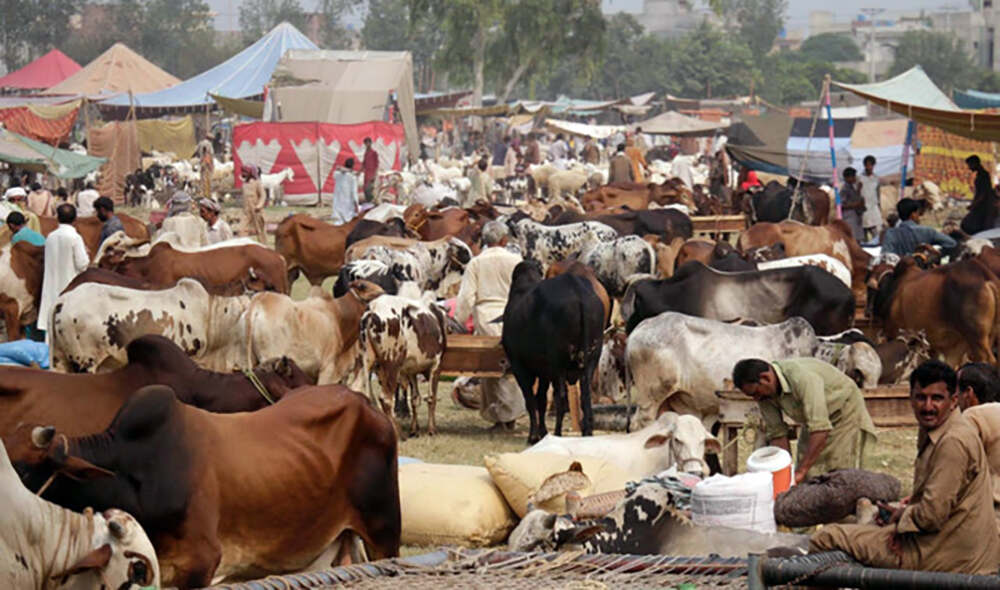 عید الاضحیٰ کے لیے جانوروں کی خریداری، کانگو بخار پر ایڈوائزری جاری – شفا نیوز