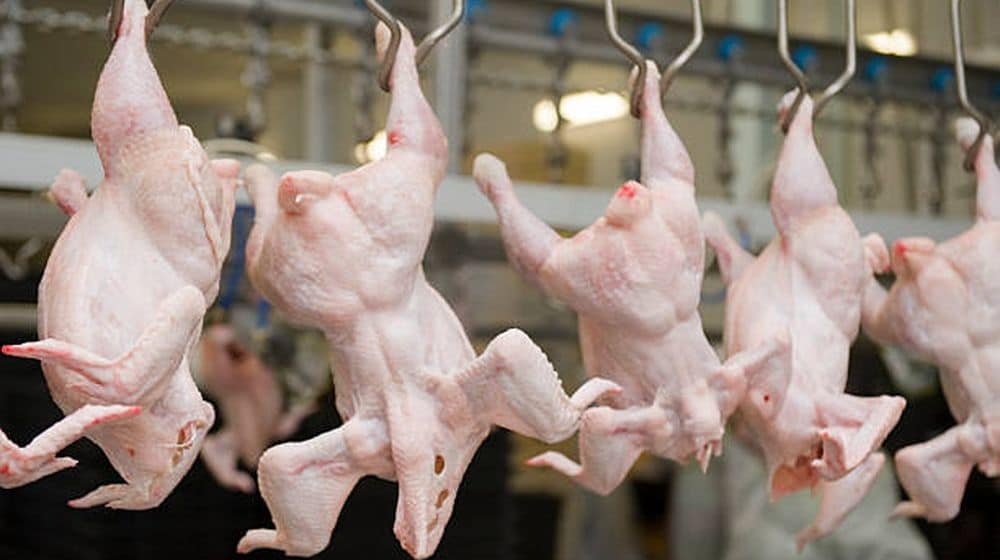 مرغی کے گوشت سے متعلق پروپیگنڈا بے بنیاد ہے: پولٹری ریسرچ انسٹیٹیوٹ