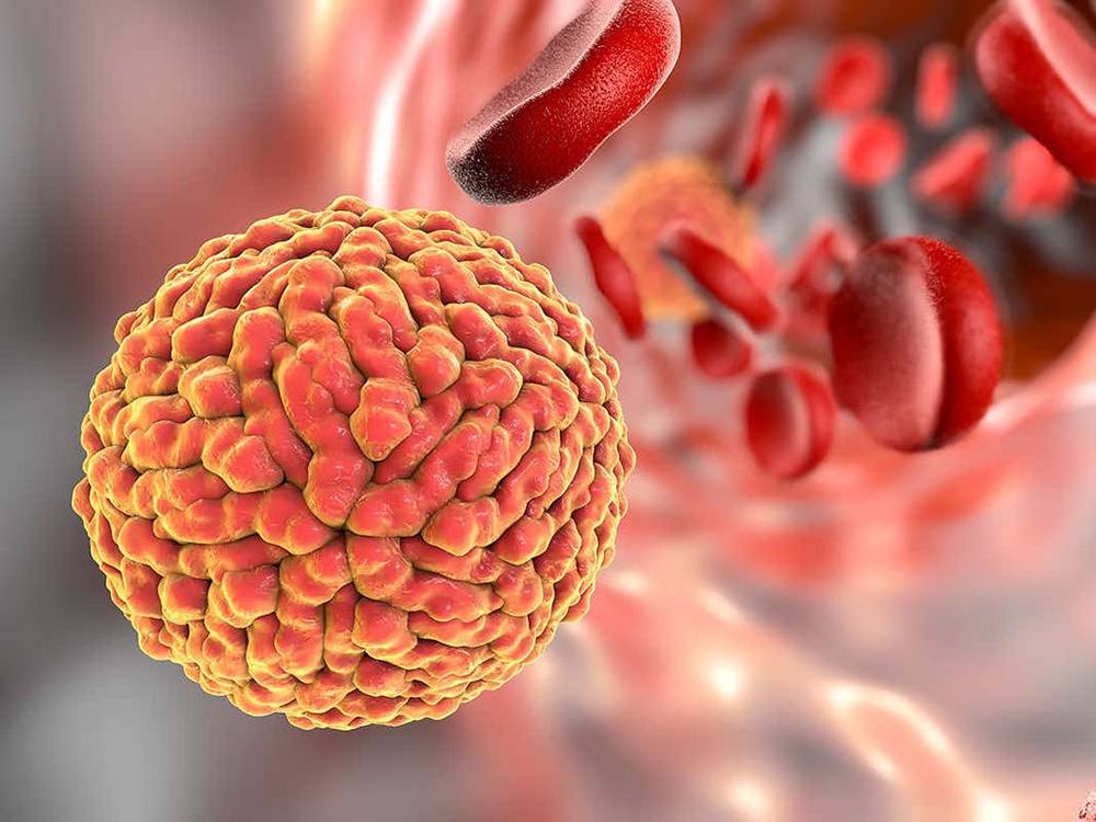 پاکستان میں زیکا وائرس کی موجودگی کی تصدیق – شفا نیوز