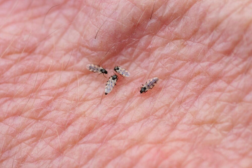 ڈینگی سے ملتے جلتے اوروپوش وائرس سے دنیا کی پہلی ہلاکت