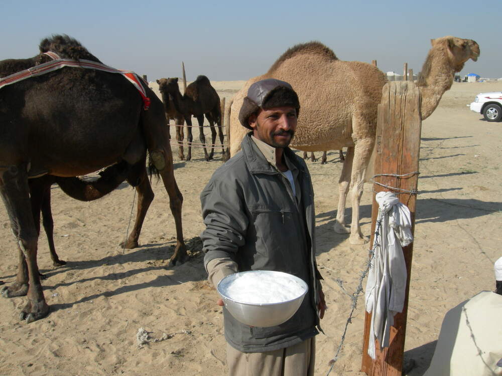 اونٹنی کا دودھ: صحت کے لیے خزانہ یا محض مفروضہ- شفا نیوز