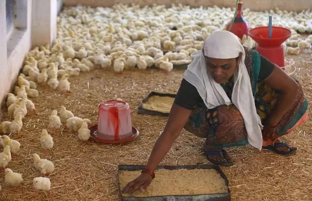 پانی اور مرغی سے پھیلنے والا وائرس، فالج کا ممکنہ خطرہ- شفا نیوز