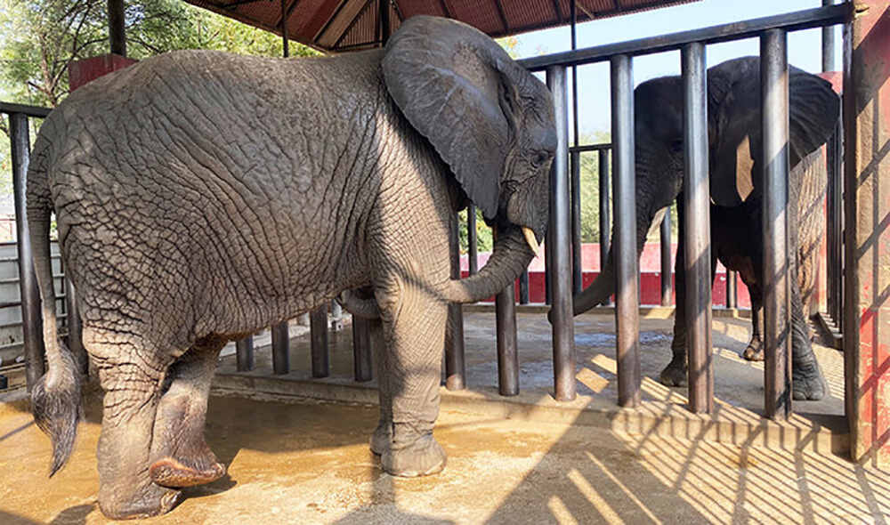 کراچی کے ہاتھیوں میں انسان سے مزاحمتی ٹی بی کی منتقلی کا پہلا مشتبہ کیس – شفا نیوز