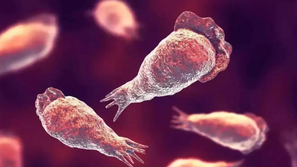 دماغ کھانے والے امیبا سے 36 سالہ خاتون جاں بحق- شفا نیوز