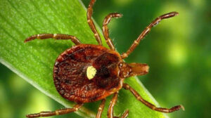 الفا-گال سنڈروم: سرخ گوشت سے ہونے والی الرجی- شفا نیوز