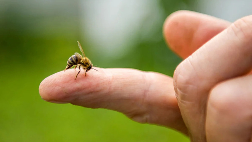 شہد کی مکھی کا ڈنگ – شفا نیوز