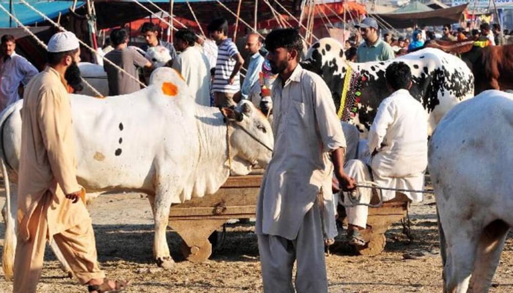 ہیٹ ویو: مویشی منڈیوں میں احتیاط کریں، پی ڈی ایم اے