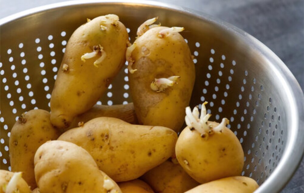 ٹوکری میں اگنے والے آلو، پیاز اور لہسن کھانے کے قابل ہیں یا نہیں؟- شفا نیوز