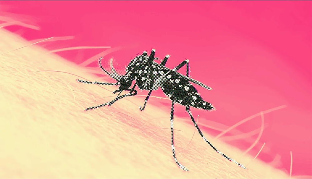 ڈینگی ایس او پیز کی خلاف ورزی پر 2 سال قید کی سزا ہو سکتی ہے- شفا نیوز