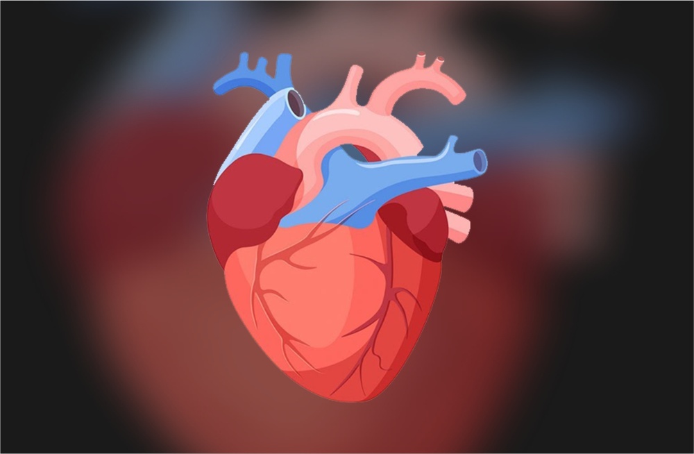 دل کا کینسر دیگر اقسام کے مقابلے میں انتہائی کم کیوں؟- شفا نیوز