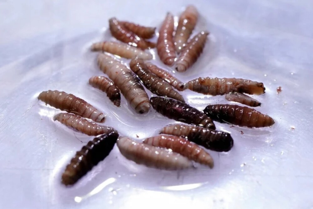 flesh-eating screwworm parasite