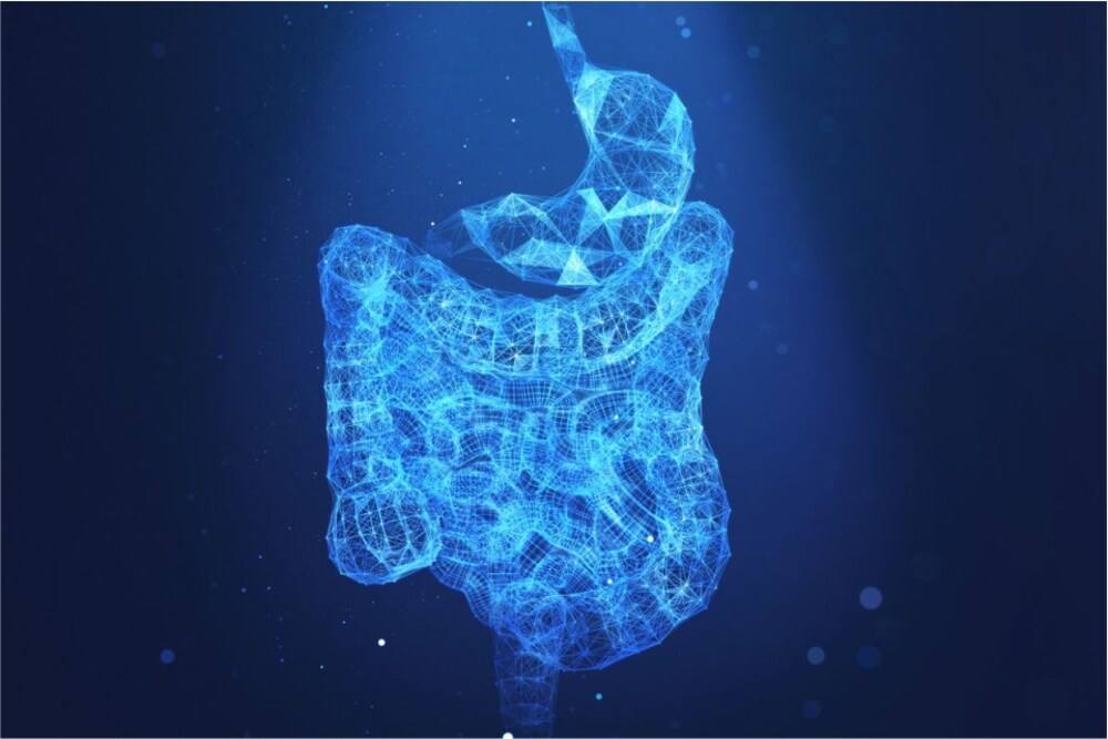 آنتوں میں چھپا بھوک کا کنٹرول سسٹم دریافت- شفا نیوز