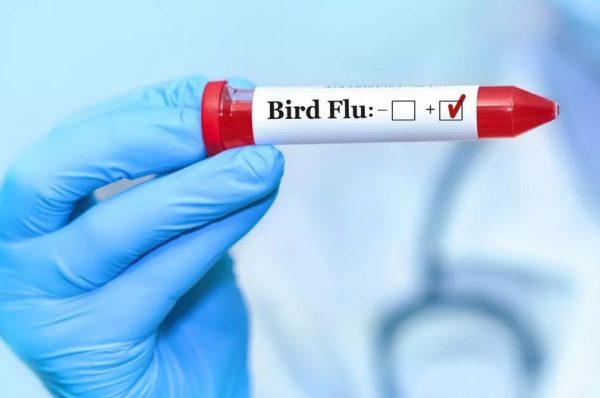 برڈ فلو کووڈ سے زیادہ خطرناک وبا بن سکتا ہے، ماہرین کی وارننگ