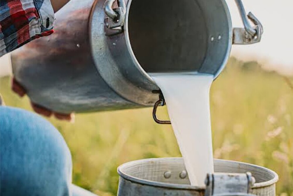 Raw milk being poured into an open pot, illustrating dairy safety and potential bacterial contamination.