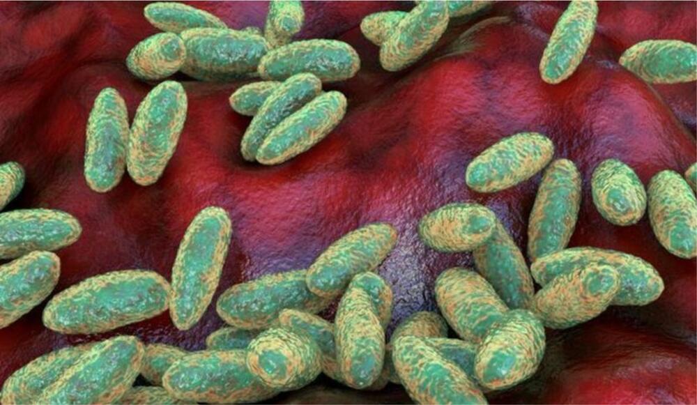 : Representative illustration of bacteria causing pneumonic plague, a potentially fatal lung infection that can spread through respiratory droplets.