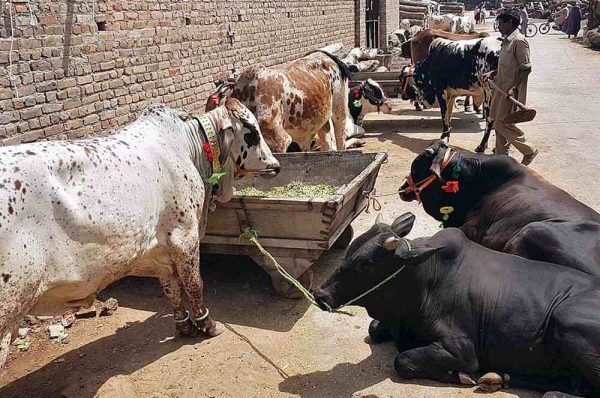 جانوروں سے پھیلنے والی بیماریاں، پاکستان میں تین اداروں کا باہمی تعاون